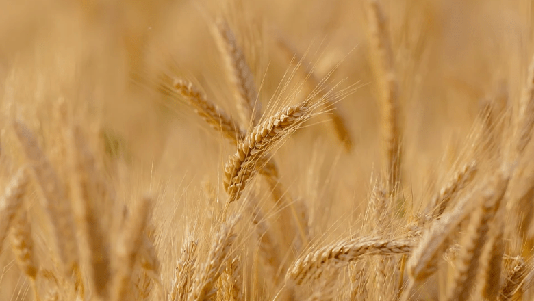 Биржевая стоимость пшеницы превысила максимум за девять лет